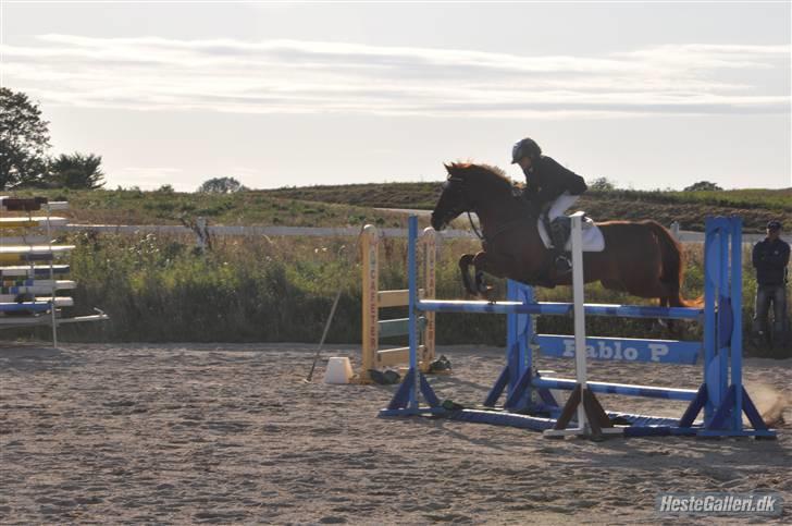 Welsh Partbred (Sec F) Playmate - Smukt xD <3 billede 9