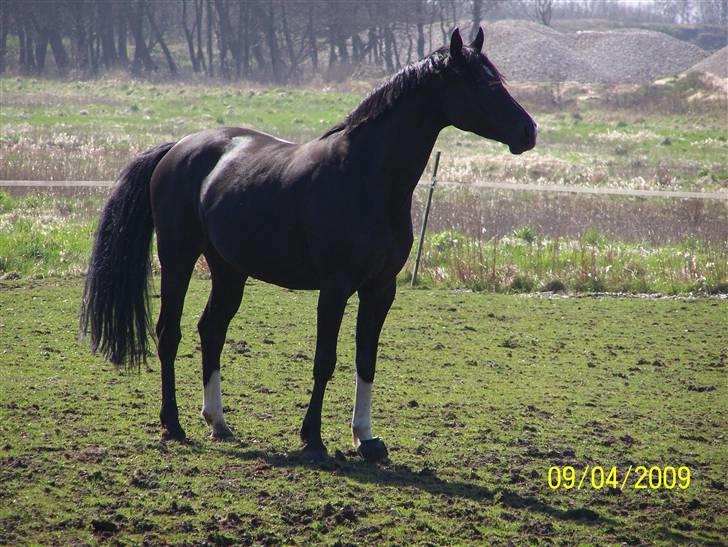 Dansk Varmblod Gørtklintgårds Kiaya - Så smuk så smuk en dame billede 16