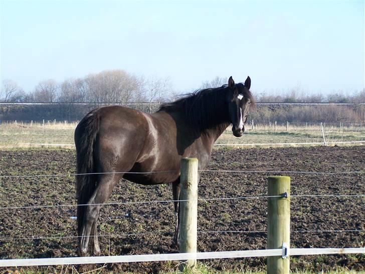 Dansk Varmblod Gørtklintgårds Kiaya - Kiaya som 4 års og gravid billede 17