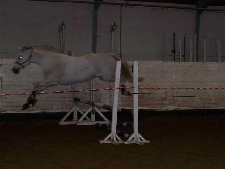 Dansk Varmblod Bolero - Se hvor hun kan, selvom hun er ved at være lidt tyk, er sat til at fole d. 21 juni billede 12
