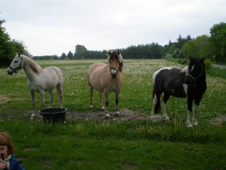 Fjordhest Freja - Freja sammen med Cheval til venstre (døde den 9/12/07:´( )og Junker til højre.. billede 2