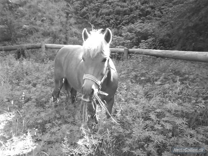 Anden særlig race Andrea <3 - Gl. Part :'/ billede 19