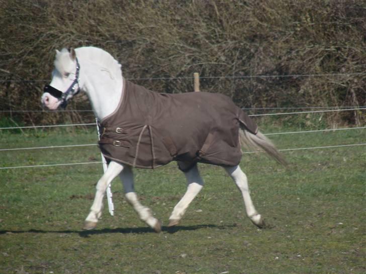 Welsh Pony af Cob-type (sec C) Ginie *UDLÅNT* - Ginie hjemme på marken billede 1