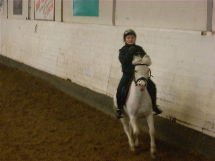 Welsh Pony af Cob-type (sec C) Ginie *UDLÅNT* - Mig og Ginie i fuld galop billede 3