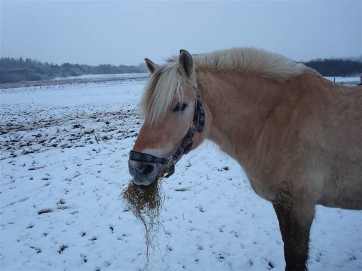 Fjordhest Bosse  - Bosse i sne. billede 4