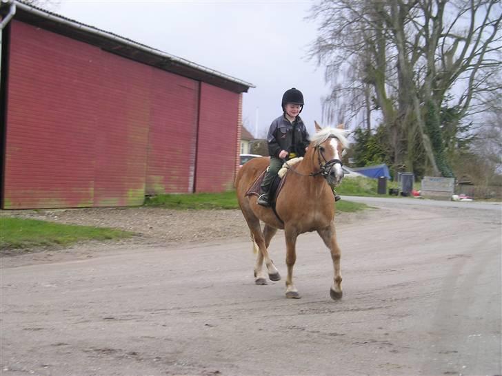 Haflinger misty billede 3