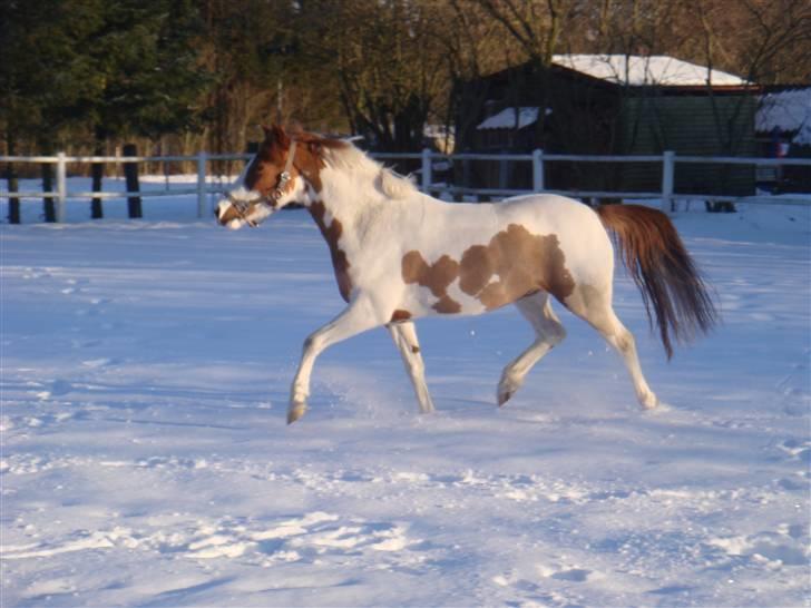 DSP Ahorns May Star  - vinter dag i feb 2010 billede 1