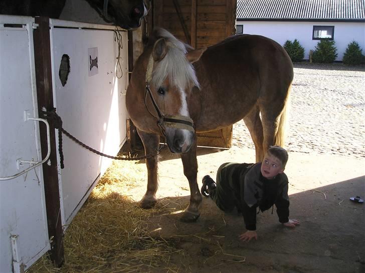 Haflinger misty billede 4