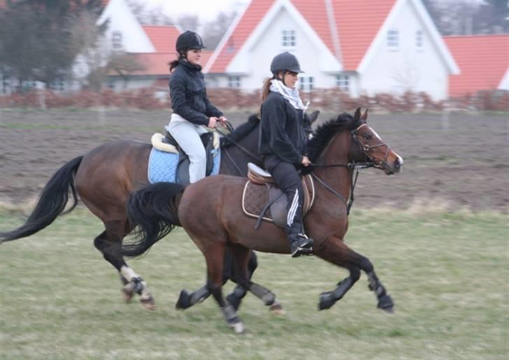 Hollandsk Sportspony Domenique<3 B-pony Soulmate - Mig og Emmie<33 Farvel Domen, du vil altid være i mit hjerte<3 Den perfekte pony :( billede 20