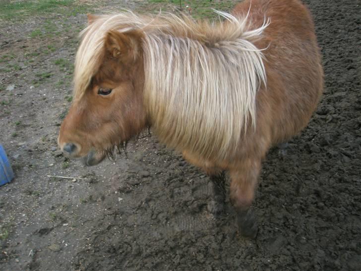 Shetlænder sønderskov maxine (R.I.P) billede 8