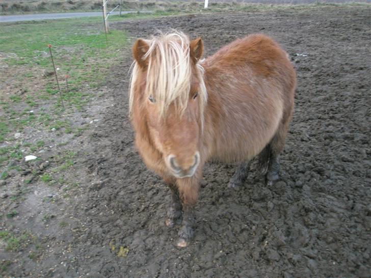 Shetlænder sønderskov maxine (R.I.P) billede 9