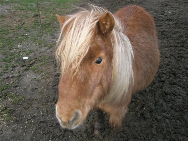 Shetlænder sønderskov maxine (R.I.P) billede 10