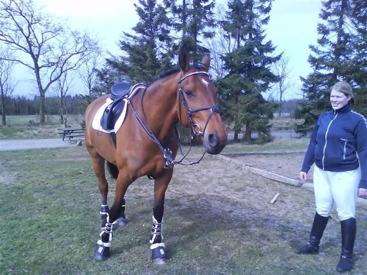 Dansk Varmblod Caparello - solen skinner - så ska der tages billeder billede 2
