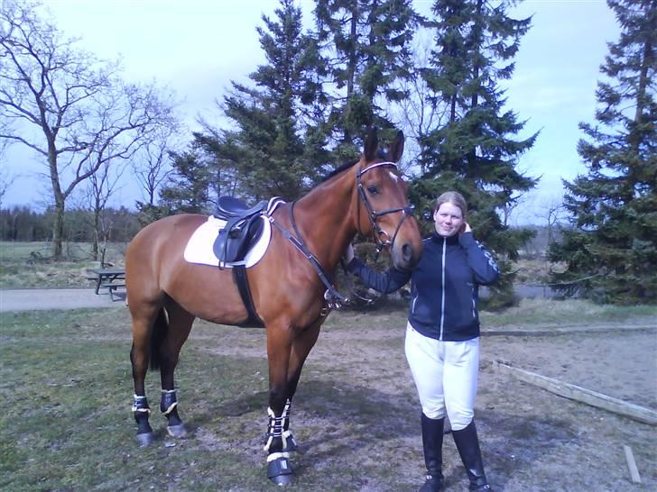 Dansk Varmblod Caparello - billede taget lige før stævne-start billede 3