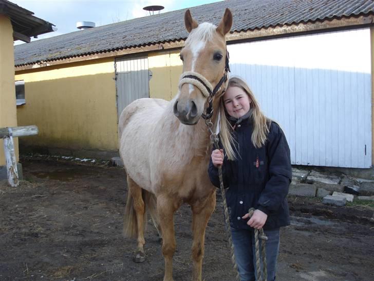 DSP Fredens banditta - marts vi er på vej til rideklubben, hvor hun er ved at blive redet til.. billede 2