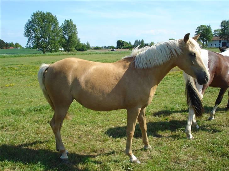 DSP Fredens banditta - maj 2008 billede 6