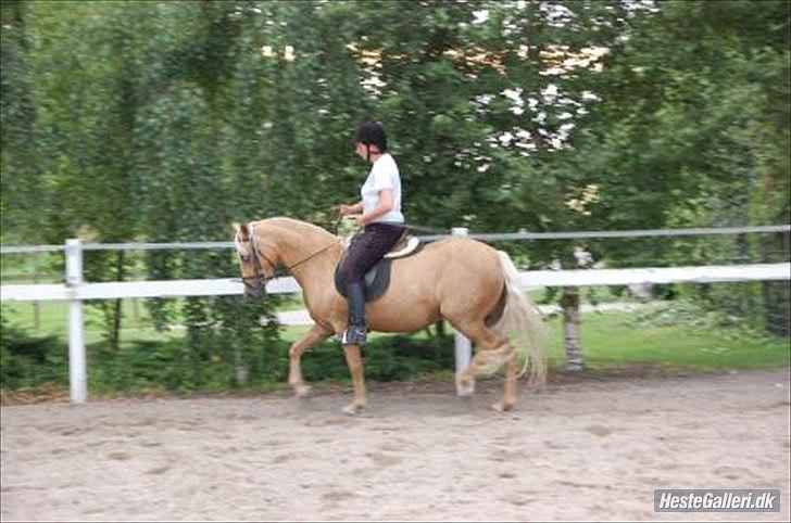 DSP Fredens banditta - lene rider sommer 2010 billede 8