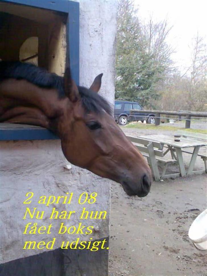 Dansk Varmblod Enekærs Rio Belle - 2 april... ny boks med udsigt.... dejligt....  billede 20