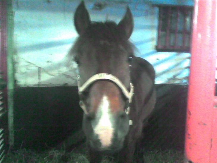 New Forest Mitzi  Solgt! R.I.P - savnet <3  billede 12