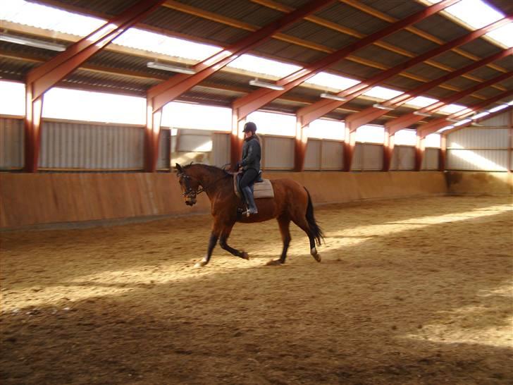 Dansk Varmblod Falkenhus's Rapsodi - 2008 billede 9