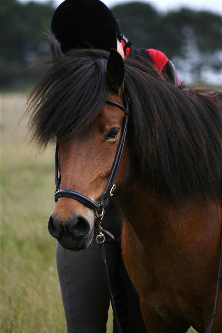 Islænder Jörp fra Tremhuse *solgt* - Søøøde Jörp :) billede 1