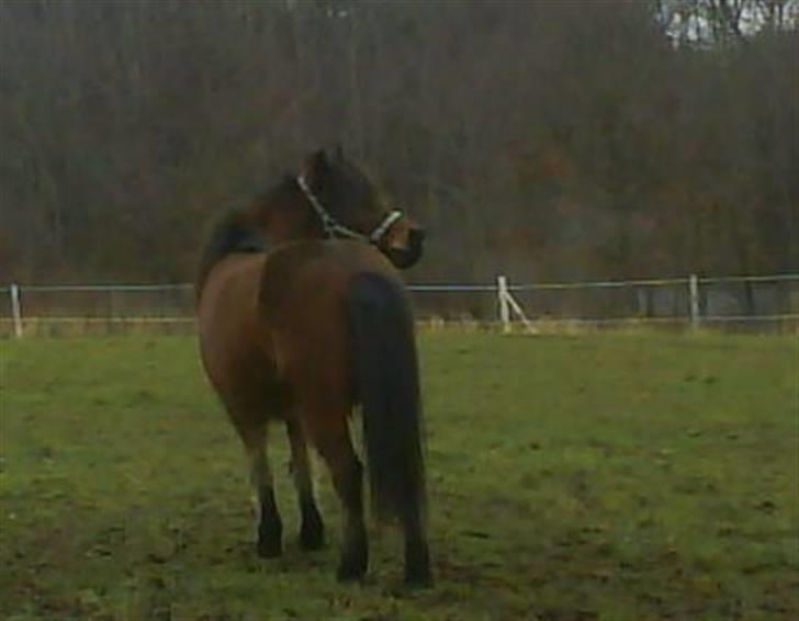 Islænder Jörp fra Tremhuse *solgt* - Kalder på Björk.  billede 2
