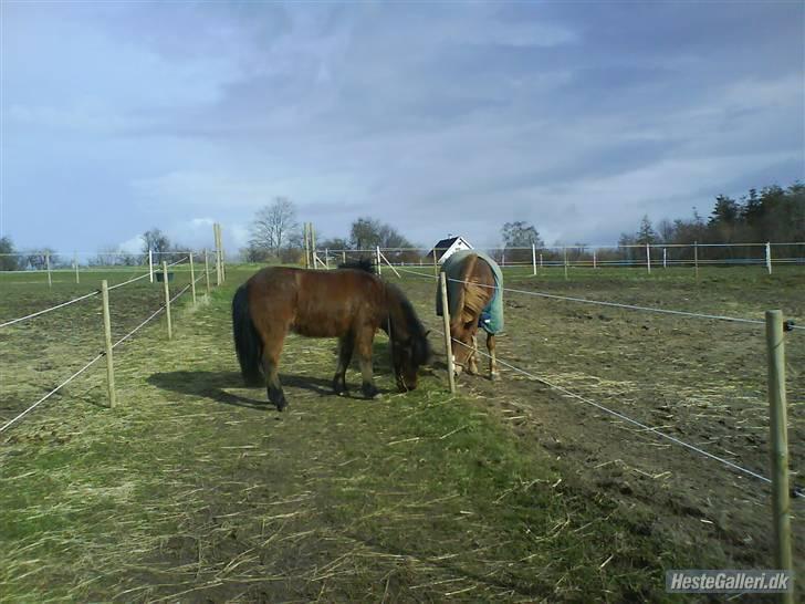 Islænder Jörp fra Tremhuse *solgt* - Stukket af fra Eva, så hun kunne græsse med hendes kæreste, Mikado, som også er her på hestegalleri (: billede 3