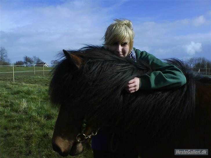 Islænder Jörp fra Tremhuse *solgt* - Eva og Jörp <3 billede 4