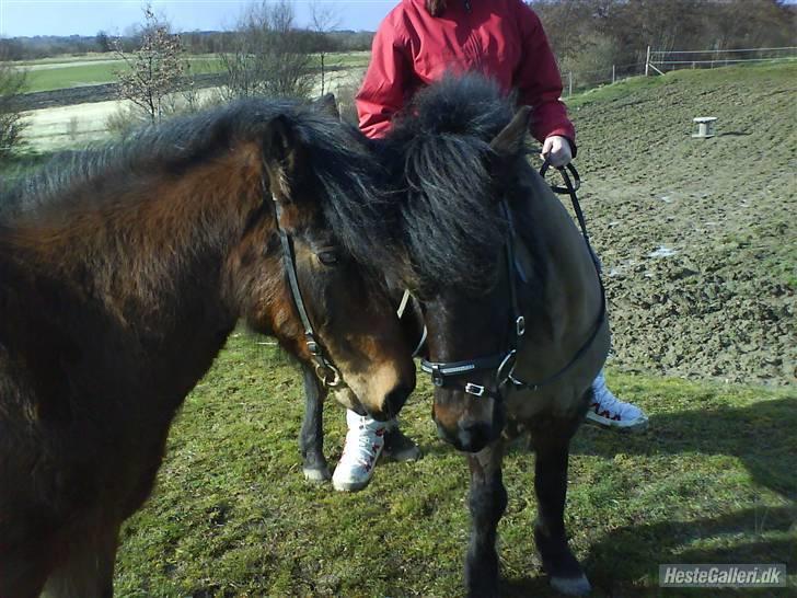 Islænder Jörp fra Tremhuse *solgt* - Jörp og Björk, mor og datter billede 5