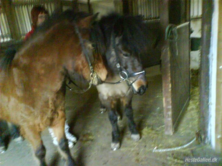 Islænder Jörp fra Tremhuse *solgt* - Jörp og Björk i stalden. billede 6