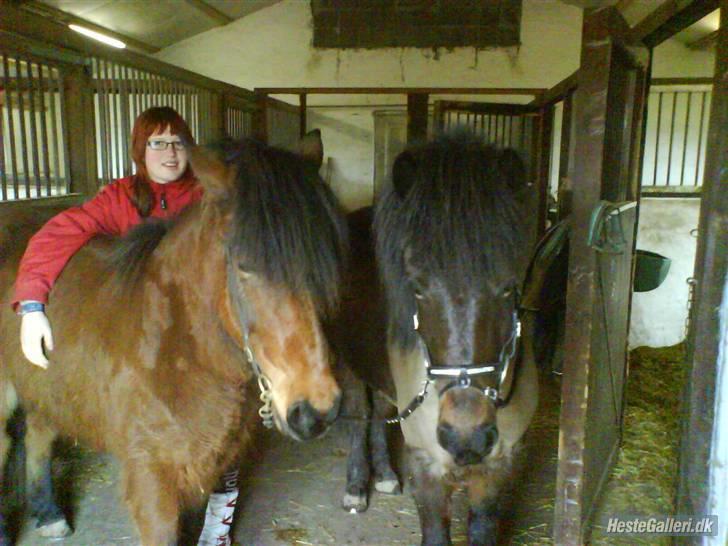 Islænder Jörp fra Tremhuse *solgt* - hyggehestene <3 billede 7