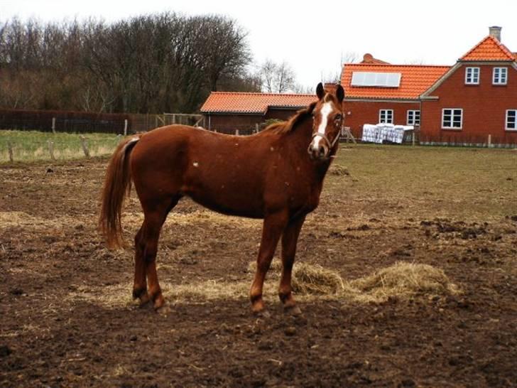 Knabstrupper Sartor's Midnight Express - En glad og nysgerrig hest! billede 1