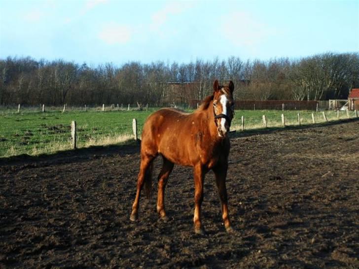 Knabstrupper Sartor's Midnight Express billede 2