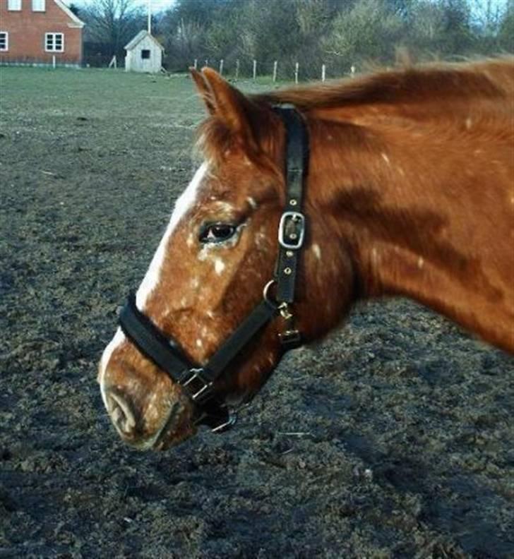 Knabstrupper Sartor's Midnight Express billede 3