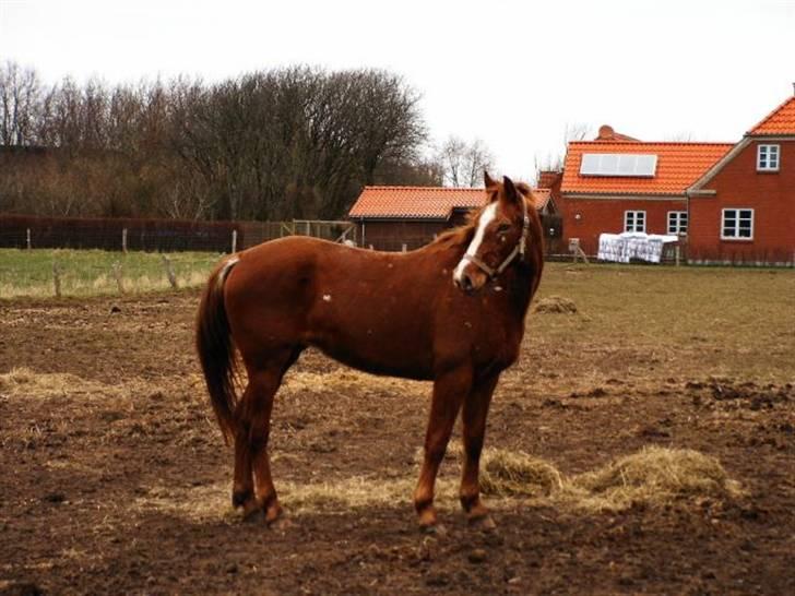 Knabstrupper Sartor's Midnight Express billede 4