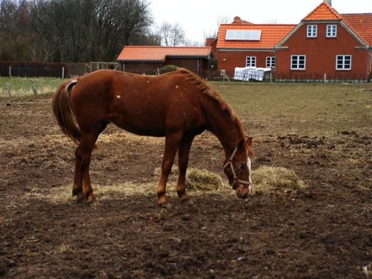 Knabstrupper Sartor's Midnight Express billede 5