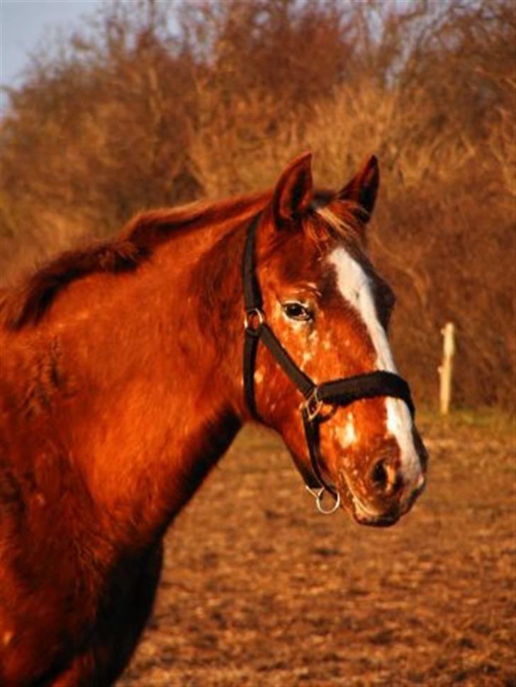 Knabstrupper Sartor's Midnight Express - Midnight med vinterpels! billede 6