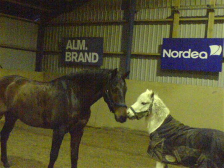 Dansk Varmblod HeinsgaardensCarl*R.I.P*  - Den sammen aften jeg lige havde fået ham. :]  billede 2