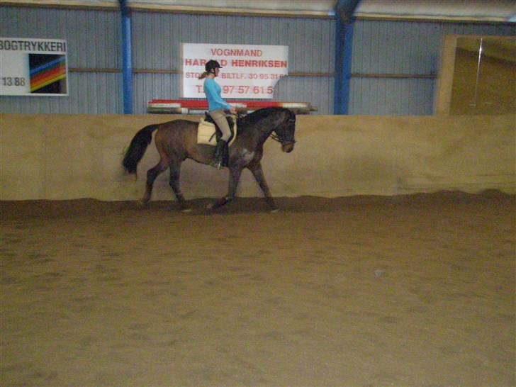 Dansk Varmblod HeinsgaardensCarl*R.I.P*  - træning (;  billede 3