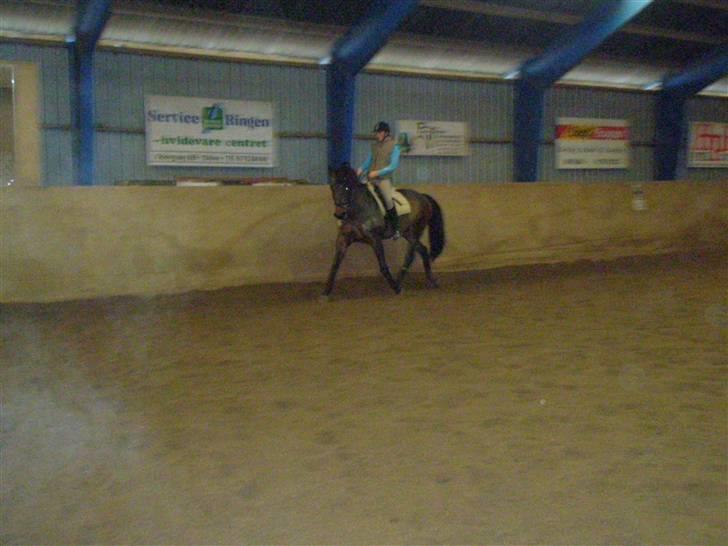 Dansk Varmblod HeinsgaardensCarl*R.I.P*  - træning .  billede 4