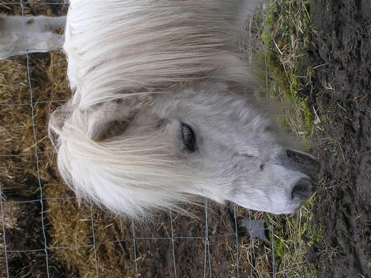 Shetlænder Maja R.I.P. - 2/4-08 billede 9