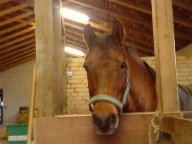 New Forest l Fair Choice Dandy<3:*' - Dandy i boksen. . fordi at du er kær!  - elsker dig, så meget miin skat <33 billede 3