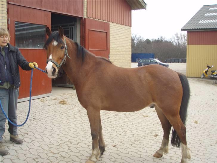 Anden særlig race Lille Pondus billede 1