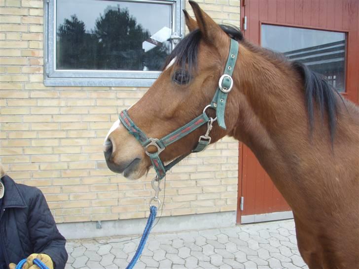 Anden særlig race Lille Pondus billede 2