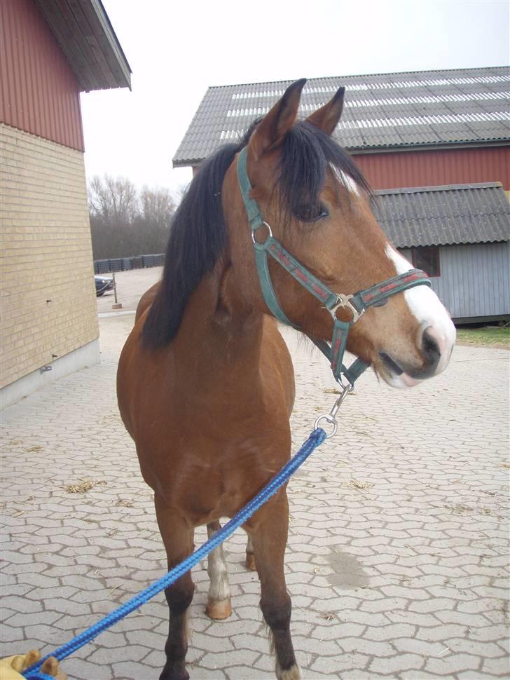 Anden særlig race Lille Pondus billede 3