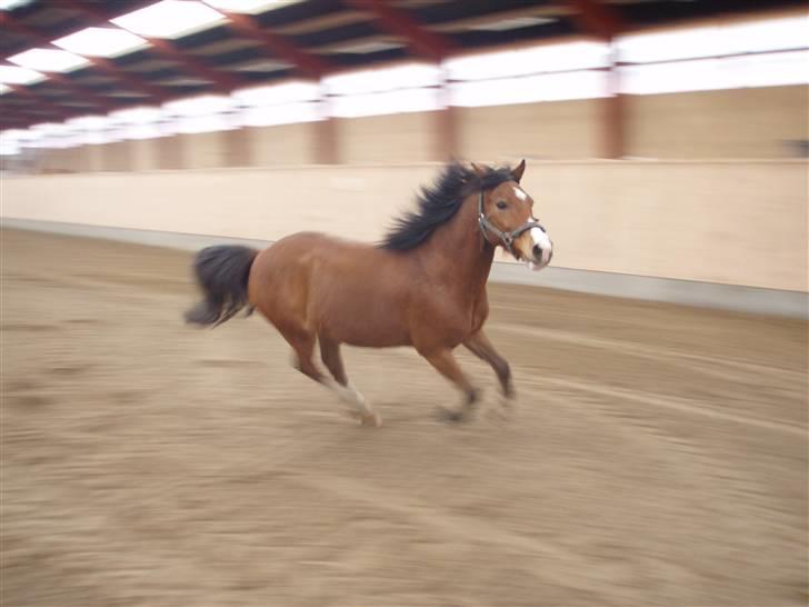 Anden særlig race Lille Pondus billede 4