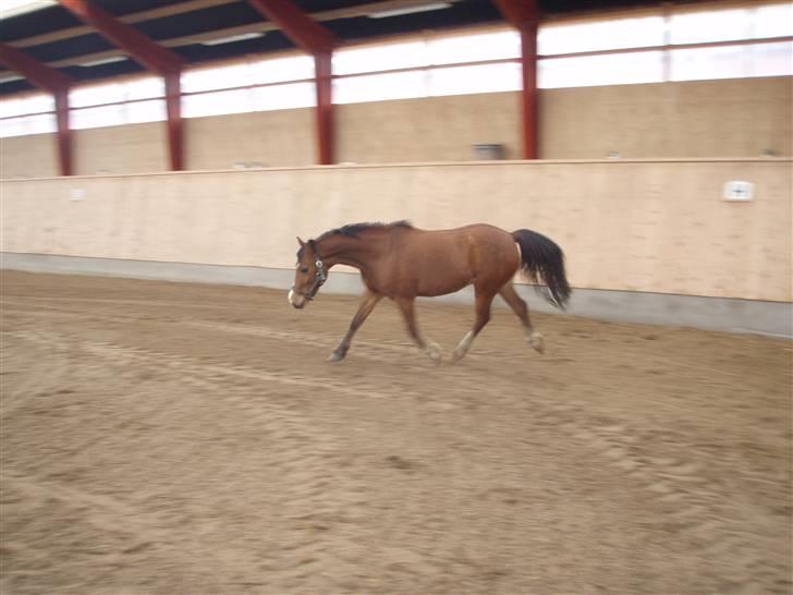 Anden særlig race Lille Pondus billede 5
