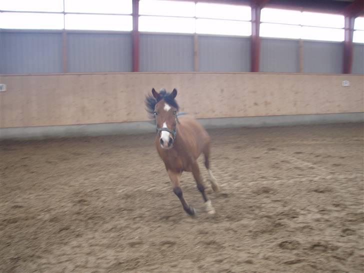 Anden særlig race Lille Pondus billede 6