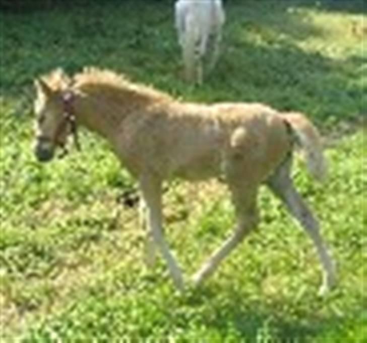 DSP Fredens banditta - Banditta som lille føl billede 13