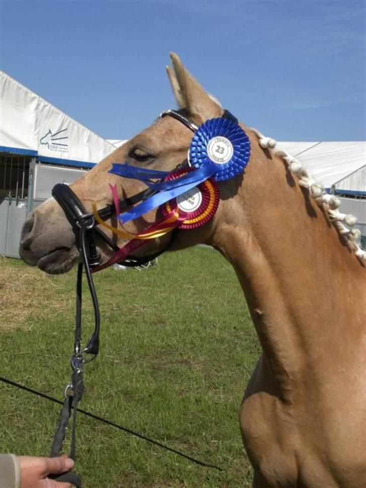 DSP Fredens banditta - Banditta vandt æres præmie i 2007 til kåring billede 14